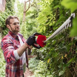 Tree and hedge care